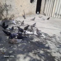 پرنده