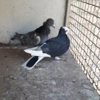 ۲ کفتر نر|پرنده|آباده, |دیوار