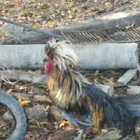 انواع خرگوش و بوقلمون|حیوانات مزرعه|گنبد کاووس, |دیوار