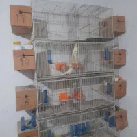 قفس جوجه پرات