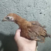 جوجه مرغ