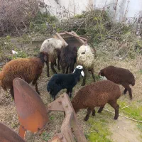 گوسفند فروشی|حیوانات مزرعه|بهشهر, |دیوار