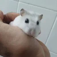 همستر خونگی|موش و خرگوش|یزد, |دیوار