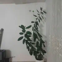 گل طبیعی