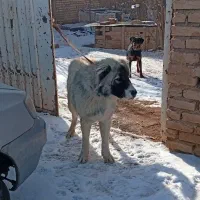 توله سرابی 9 ماهه|سگ|قزوین, |دیوار