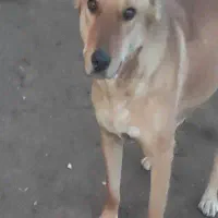 سگ ماده همراه توله