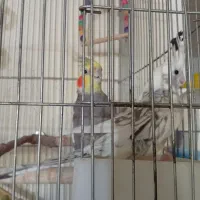 جفت عروس با قفس