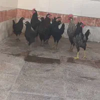 مرغ خروس|حیوانات مزرعه|بندر امام خمینی, |دیوار