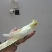 یک جفت طوطی عروس نر فول رام و سخنگو