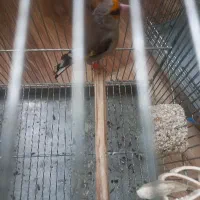 سهره دورگه شطرنجی مست بخون