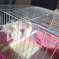 عروس هلندی مولد|پرنده|تهران, کوی بیمه|دیوار