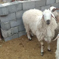 بره نر چاق.|حیوانات مزرعه|مود, |دیوار