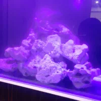 ماهی و سنگ اکواریوم لایوراک