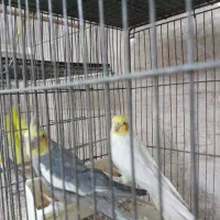 طوطی برزیلی و انواع طوطی خریدوفروش|پرنده|اسلام‌شهر, زرافشان|دیوار