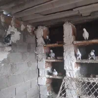 کفترهای گلچین شده