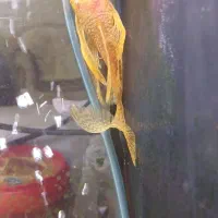 ماهی کت پوزه پوته ای البینو بالغ