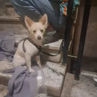 توله سگ ۹ ماهه حرف گوش کن|سگ|ری, سرتخت|دیوار