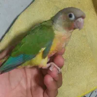 جوجه طوطی گرینچیک سرلاکی تا دونه خور گرین جیک|پرنده|بندرعباس, |دیوار