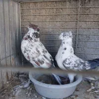 کفتر مایه  خال قدیم  گنجه بر|پرنده|تهران, تهرانپارس شرقی|دیوار