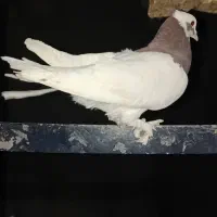 فروش طوقی.|پرنده|کوار, |دیوار