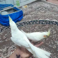 طوطی عروس هلندی