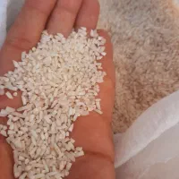 برنج هاشمی نیمدانه (دانه درشت) امسال باعطری بینظیر|خوردنی و آشامیدنی|ساوه, |دیوار