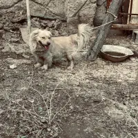 سگ .|سگ|قرچک, مهدیه|دیوار