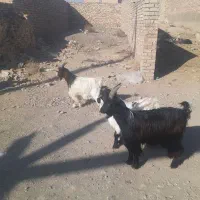 بره و بزغاله ریز|حیوانات مزرعه|نیشابور, شهید بهشتی|دیوار