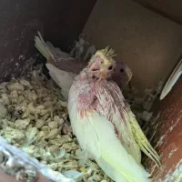 عروس هلندی مولد به شرط|پرنده|رودهن, |دیوار