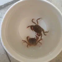 فروش شریمپ سایز ی بندی