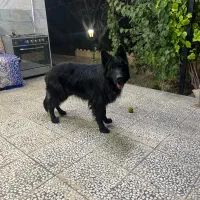 سگ ژرمن بلک