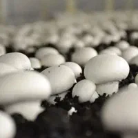 قارچ دکمه ای درجه یک