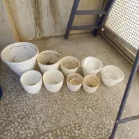 گلدان|گل و گیاه طبیعی|تهران, جوادیه|دیوار