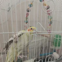 جفت عروس هلندی مولد|پرنده|شیراز, باباکوهی|دیوار