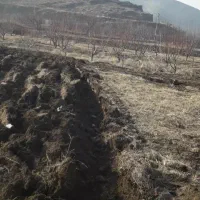 خدمات کشاورزی وشخم زنی با تراکتورباغی