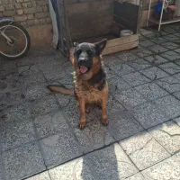 ماده ژرمن شیپر شیب استاندارد اموزش دیده