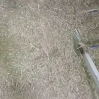 یونجه و گیاه|لوازم جانبی حیوانات|دهگلان, |دیوار