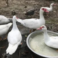 اردک اسرائیلی