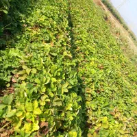 بذر توت فرنگی کاماروس . سابرینا