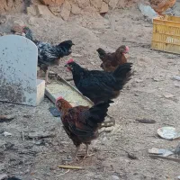 جوجه خروس محلی دارویی درشت|حیوانات مزرعه|شیراز, حومه شیراز|دیوار