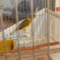 قناری نر|پرنده|نسیم‌شهر, |دیوار