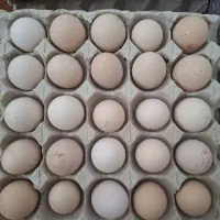 تخم مرغ طبیعی