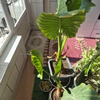 بابا ادم جاینت