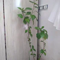گل طبیعی