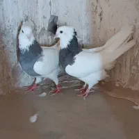 جفت طوقی