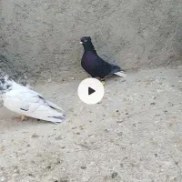 سه تا رنگی هوایی