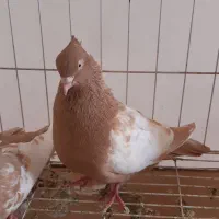 کبوتر|پرنده|قزوین, |دیوار