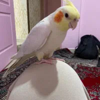 عروسی هلندی گم شده به یابنده مژدگانیه خوبی میدم