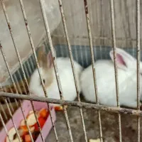 سه عدد خرکوش سفید چشم شرابی|موش و خرگوش|تربت جام, یحیی آباد|دیوار