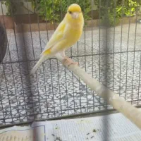 قناری طلایی